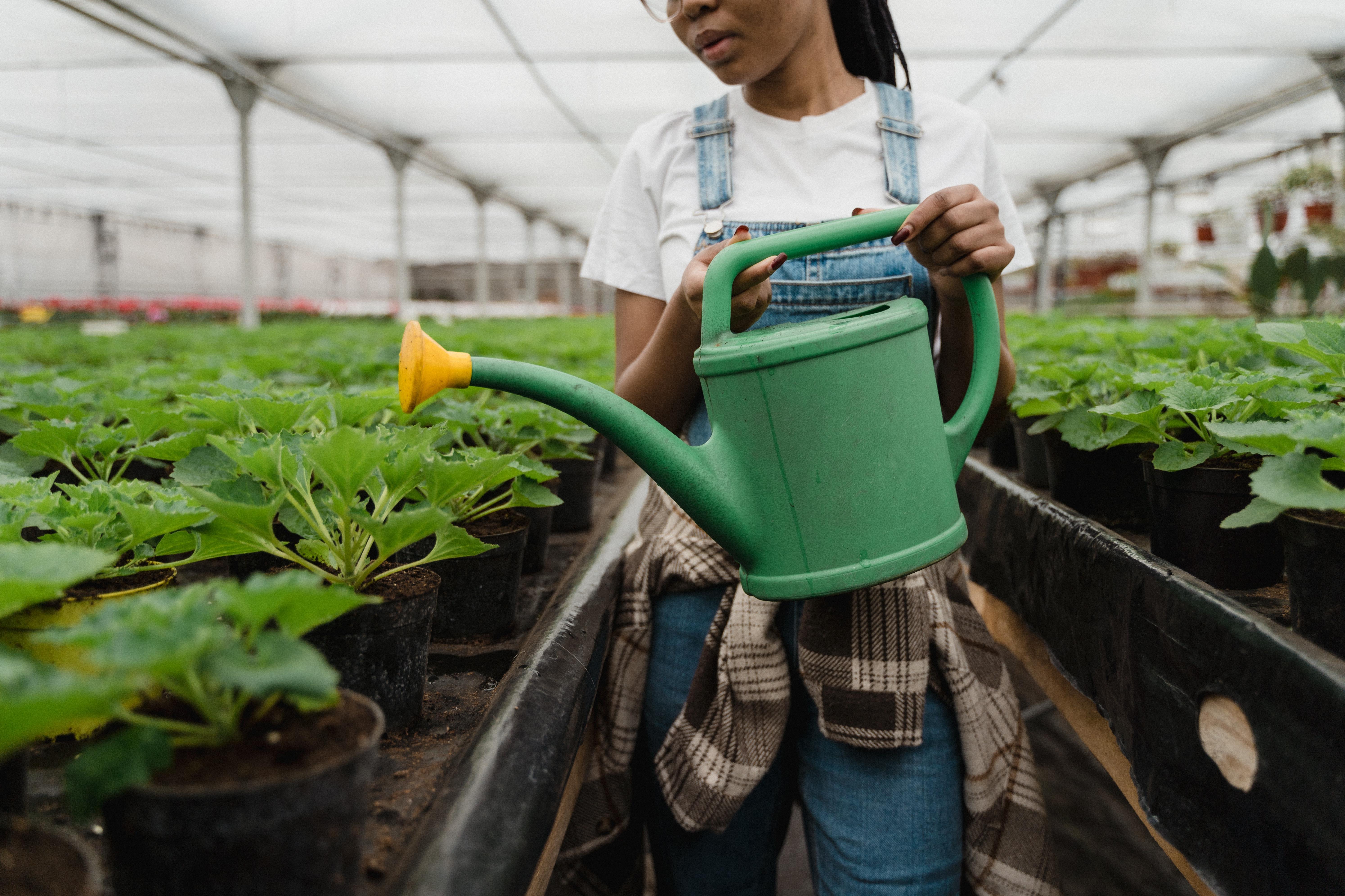 学生给植物浇水